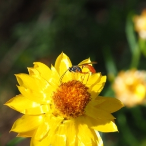 Ichneumonoidea (Superfamily) at Griffith Woodland (GRW) - 28 Jan 2024