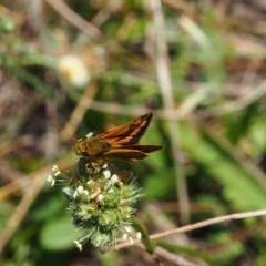 Ocybadistes walkeri (Green Grass-dart) at Griffith, ACT - 28 Jan 2024 by JodieR