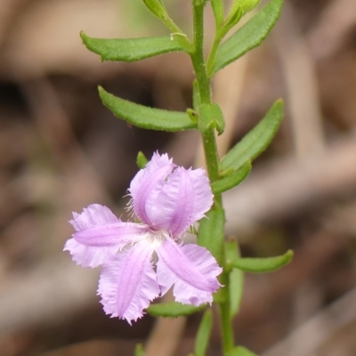 Coopernookia barbata (Purple Coopernookia) at Wingecarribee Local Government Area - 24 Jan 2024 by Curiosity