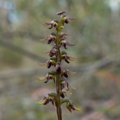 Corunastylis rufa at Sassafras, NSW - 28 Jan 2024 by RobG1