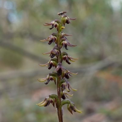 Unidentified Orchid at Sassafras, NSW - 28 Jan 2024 by RobG1