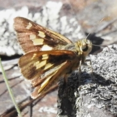 Trapezites eliena (Orange Ochre) at Namadgi National Park - 28 Jan 2024 by JohnBundock