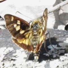 Trapezites eliena at Namadgi National Park - 28 Jan 2024