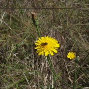 Lasioglossum (Chilalictus) sp. (genus & subgenus) at Griffith Woodland (GRW) - 10 Jan 2024