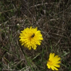 Lasioglossum (Chilalictus) sp. (genus & subgenus) at Griffith Woodland (GRW) - 10 Jan 2024