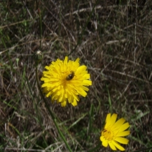 Lasioglossum (Chilalictus) sp. (genus & subgenus) at Griffith Woodland (GRW) - 10 Jan 2024