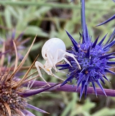 Thomisus spectabilis (Spectacular Crab Spider) at National Arboretum Woodland - 25 Jan 2024 by NickiTaws