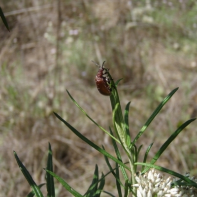 Ecnolagria grandis (Honeybrown beetle) at Griffith Woodland (GRW) - 9 Jan 2024 by BrendanG
