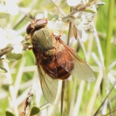 Tabanidae (family) (Unidentified march or horse fly) at Namadgi National Park - 28 Jan 2024 by JohnBundock