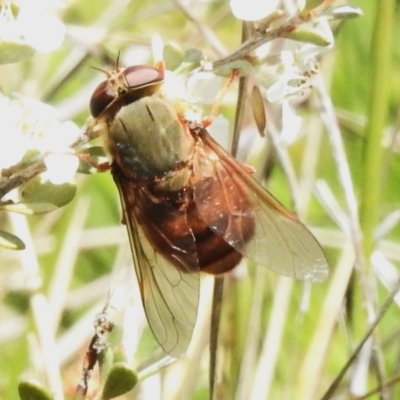 Tabanidae (family) (Unidentified march or horse fly) at Namadgi National Park - 28 Jan 2024 by JohnBundock