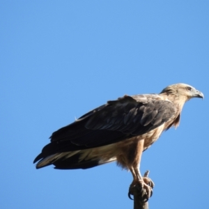 Haliaeetus leucogaster at Adjungbilly, NSW - 27 Jan 2024 04:05 PM