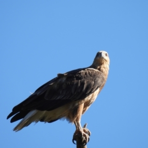 Haliaeetus leucogaster at Adjungbilly, NSW - 27 Jan 2024 04:05 PM