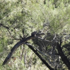 Haliaeetus leucogaster at Adjungbilly, NSW - 27 Jan 2024 04:05 PM