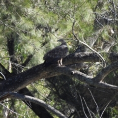 Haliaeetus leucogaster at Adjungbilly, NSW - 27 Jan 2024 04:05 PM