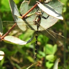 Synthemis eustalacta (Swamp Tigertail) at Namadgi National Park - 28 Jan 2024 by JohnBundock