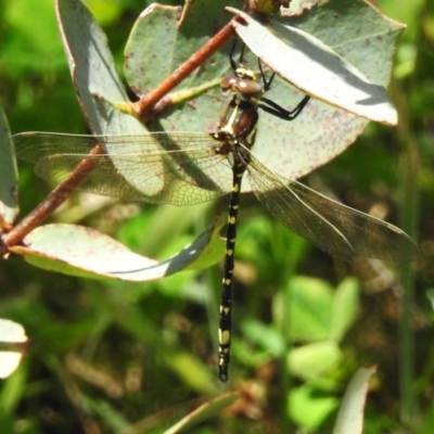 Synthemis eustalacta (Swamp Tigertail) at Booth, ACT - 28 Jan 2024 by JohnBundock