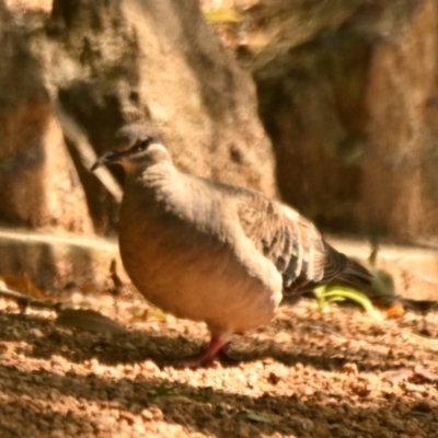 Phaps chalcoptera (Common Bronzewing) at Cook, ACT - 28 Jan 2024 by Thurstan