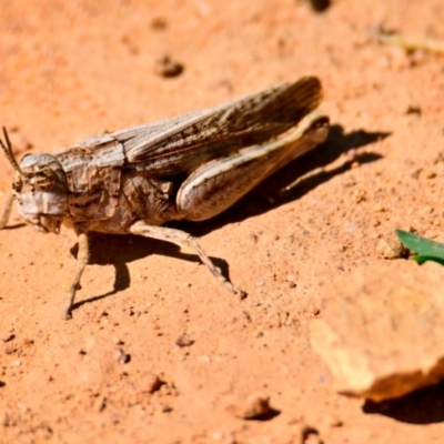 Peakesia hospita (Common Peakesia Grasshopper) at Mount Painter - 28 Jan 2024 by Thurstan