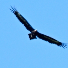 Aquila audax (Wedge-tailed Eagle) at Cook, ACT - 28 Jan 2024 by Thurstan