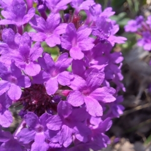 Verbena rigida var. rigida at Mount Ainslie - 23 Jan 2024