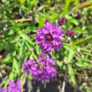 Verbena rigida var. rigida at Mount Ainslie - 23 Jan 2024