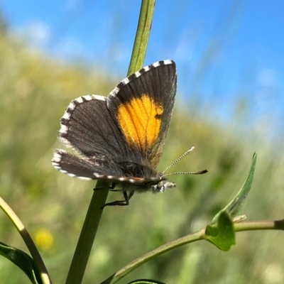 Lucia limbaria (Chequered Copper) at Wandiyali-Environa Conservation Area - 28 Jan 2024 by Wandiyali