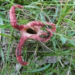 Clathrus archeri (Seastar Stinkhorn) at Mongarlowe River - 28 Jan 2024 by arjay