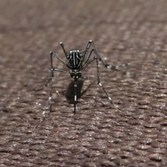 Aedes sp. (genus) (Mosquito) at QPRC LGA - 28 Jan 2024 by arjay