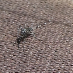 Aedes sp. (genus) at QPRC LGA - suppressed