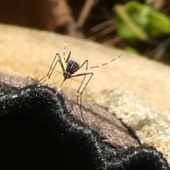 Aedes sp. (genus) at QPRC LGA - suppressed