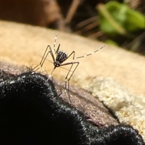 Aedes sp. (genus) at QPRC LGA - suppressed