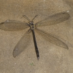 Myrmeleon acer (Myrmeleon Antlion Lacewing) at QPRC LGA - 26 Jan 2024 by arjay