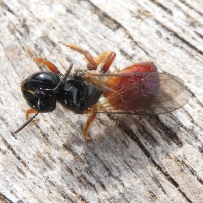Exoneura sp. (genus) (A reed bee) at Mongarlowe River - 26 Jan 2024 by arjay