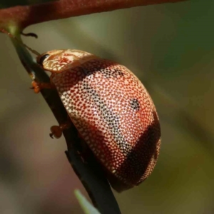 Paropsis atomaria at Black Mountain - 27 Jan 2024