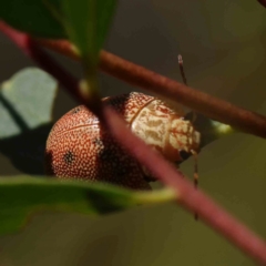 Paropsis atomaria at Black Mountain - 27 Jan 2024