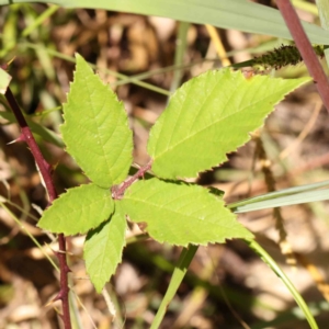 Rubus anglocandicans at Acton, ACT - 27 Jan 2024