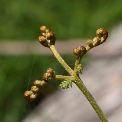 Pteridium esculentum (Bracken) at Point 79 - 27 Jan 2024 by ConBoekel