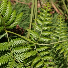 Pteridium esculentum at Point 79 - 27 Jan 2024 11:40 AM