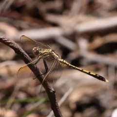 Orthetrum caledonicum (Blue Skimmer) at Black Mountain - 27 Jan 2024 by ConBoekel