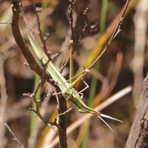 Acrida conica at Black Mountain - 27 Jan 2024