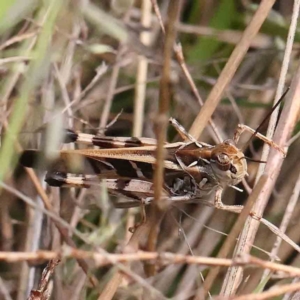 Oedaleus australis at Black Mountain - 27 Jan 2024 10:42 AM