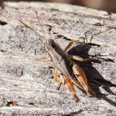 Phaulacridium vittatum (Wingless Grasshopper) at Point 5816 - 26 Jan 2024 by ConBoekel