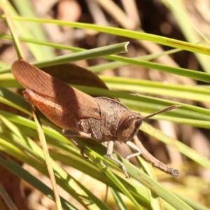 Goniaea australasiae at Black Mountain - 27 Jan 2024