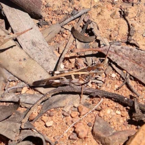 Oedaleus australis at Point 79 - 27 Jan 2024