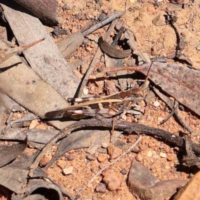 Oedaleus australis (Australian Oedaleus) at Point 79 - 27 Jan 2024 by ConBoekel