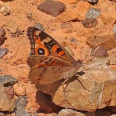 Junonia villida (Meadow Argus) at Point 57 - 27 Jan 2024 by ConBoekel