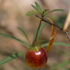 Solanum linearifolium (Kangaroo Apple) at Point 79 - 27 Jan 2024 by ConBoekel