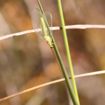 Chrysopidae (family) (Unidentified Green lacewing) at Black Mountain - 27 Jan 2024 by ConBoekel