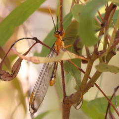 Nymphes myrmeleonoides (Blue eyes lacewing) at Black Mountain - 27 Jan 2024 by ConBoekel