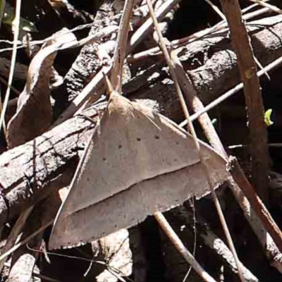 Epidesmia hypenaria (Long-nosed Epidesmia) at Acton, ACT - 26 Jan 2024 by ConBoekel